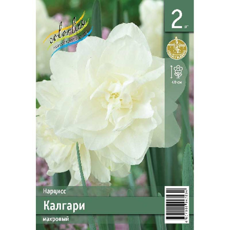 Нарцисс Калгари z10-12 2 шт