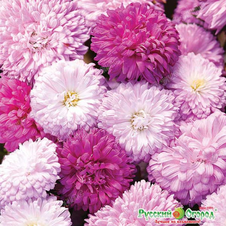 Астра Букетная смесь 50шт НК Ц