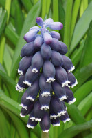 Мускари Неглектум 5/+ 10 шт Садовита