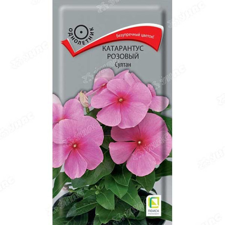 Катарантус розовый Султан Поиск Ц
