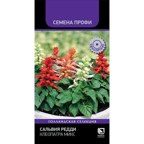 Сальвия Редди Клеопатра Поиск Ц