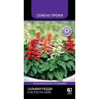 Сальвия Редди Клеопатра Поиск Ц