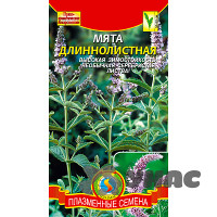 Мята Длиннолистная Плазма Ц x10