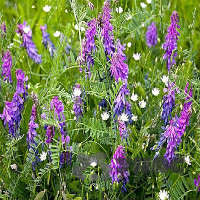 Вика 5 кг Зеленый уголок