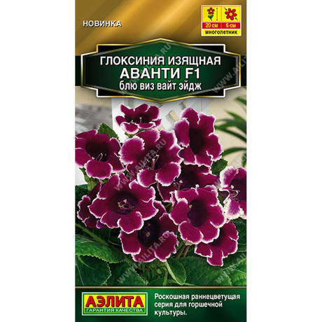 Ком Глоксиния Аванти блю виз вайт эйдж Аэлита Цх10
