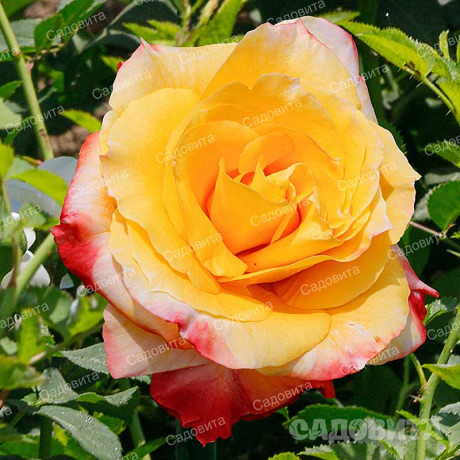 Роза чайно-гибридная Солидор Садовита