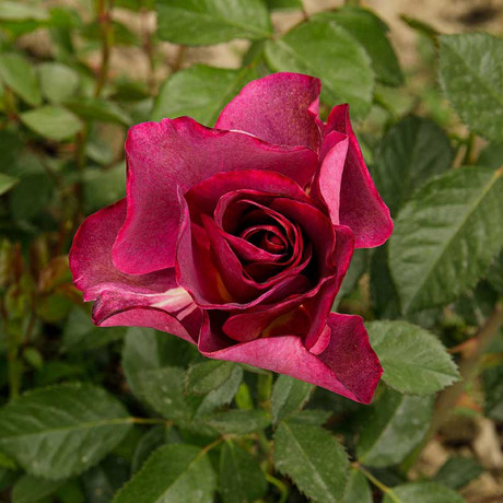 Роза плетистая Найт Аул Садовита