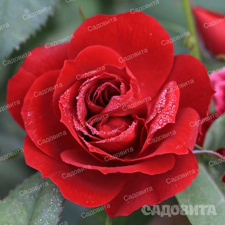 Роза миниатюрная Бейби Баккара Садовита