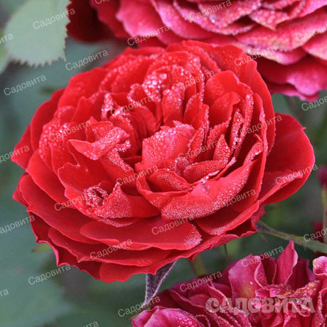 Роза миниатюрная Бейби Баккара Садовита