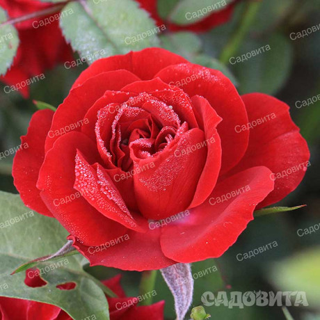 Роза миниатюрная Бейби Баккара Садовита