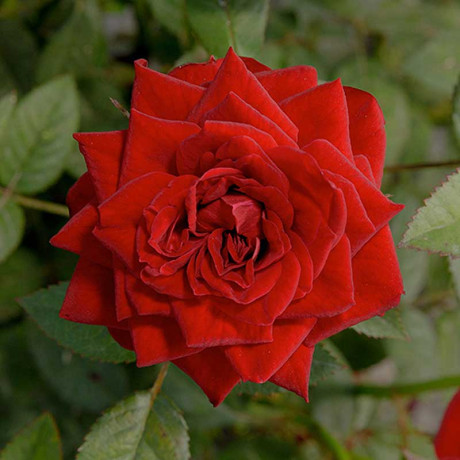 Роза миниатюрная Бейби Баккара Садовита