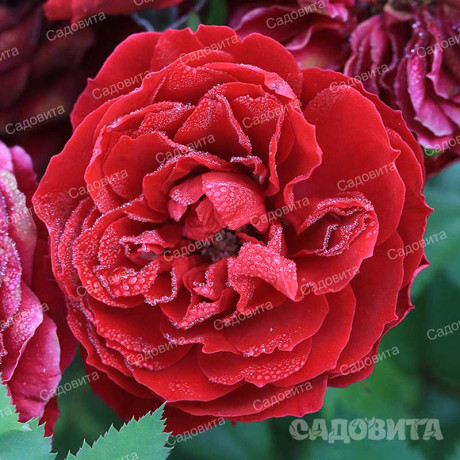 Роза миниатюрная Бейби Баккара Садовита