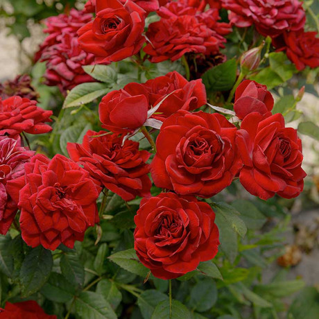 Роза миниатюрная Бейби Баккара Садовита