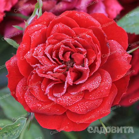 Роза миниатюрная Бейби Баккара Садовита