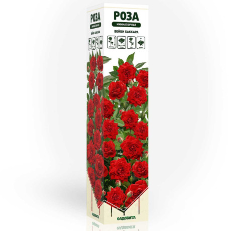 Роза миниатюрная Бейби Баккара Садовита