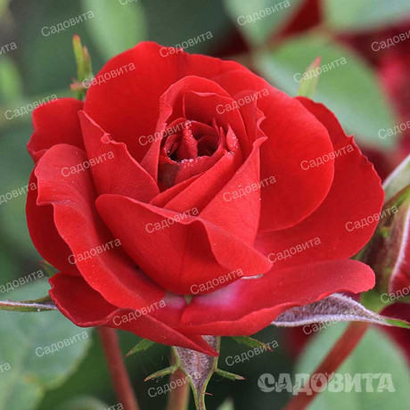 Роза миниатюрная Бейби Баккара Садовита