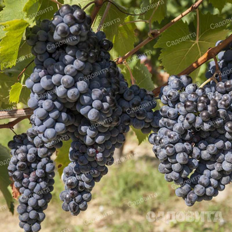 Виноград Загадка Шарова очень ранний Садовита