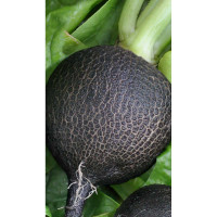 Редька Чернавка 1гр Садовита Ц