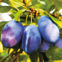 Слива Стенлей Садовита