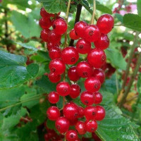 Смородина красная Константиновская Садовита