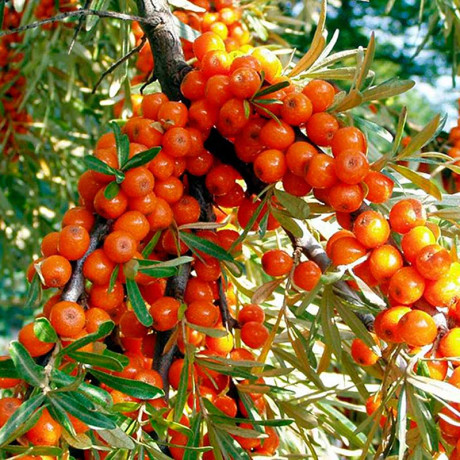 Облепиха Ажурная Садовита