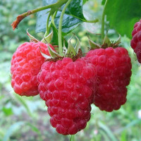 Малина Гордость России Садовита