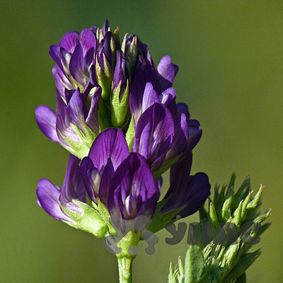 Люцерна 0,5 кг Зеленый уголок (20)