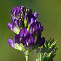 Люцерна 0,5 кг Зеленый уголок (20)