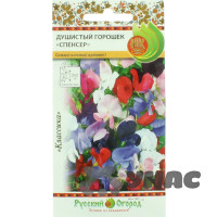 Душистый горошек Спенсер НК Ц