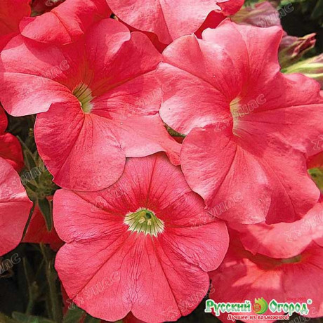 Петуния Коралловый рай НК Ц