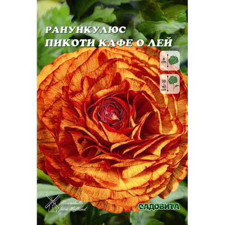 Ранункулюс Пикоти Кафе О Лей 5/6 10 шт Садовита