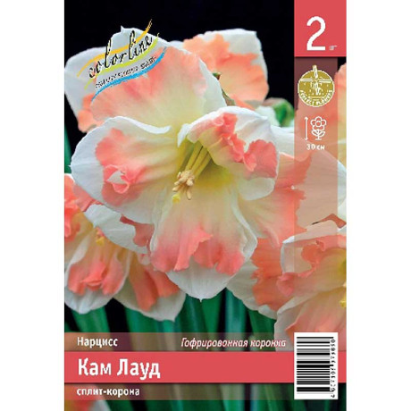 Нарцисс Кам Лауд 12/14 2 шт