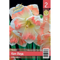 Нарцисс Кам Лауд 12/14 2 шт