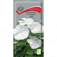 Катарантус розовый Халиф Поиск Ц