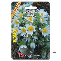 Прострел Вайт (сон-трава) обыкн Биотехника Цх10