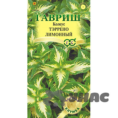 Колеус Тэррено лимонный Гавриш Ц