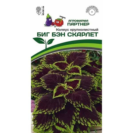 Колеус Биг Бэн Скарлет Партнер Ц