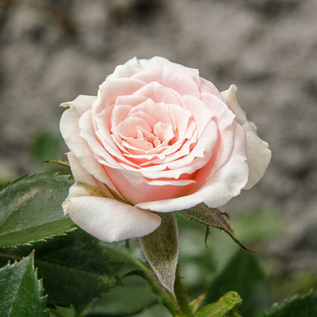 Роза спрей Лидия Садовита