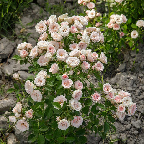 Роза спрей Лидия Садовита