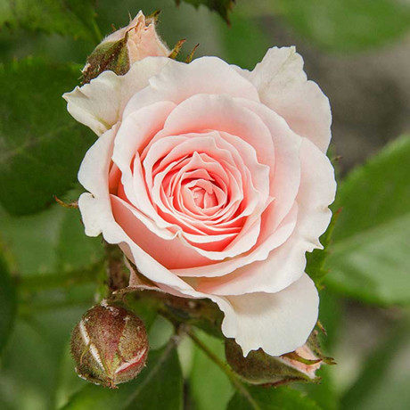 Роза спрей Лидия Садовита