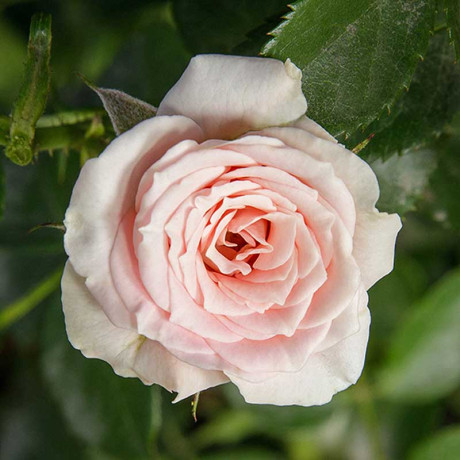 Роза спрей Лидия Садовита