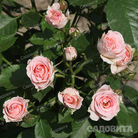 Роза спрей Лидия Садовита