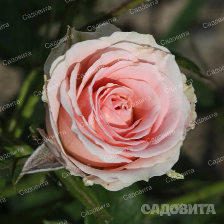 Роза спрей Лидия Садовита