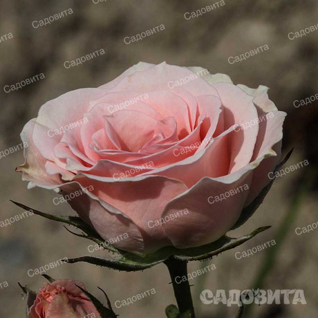 Роза спрей Лидия Садовита