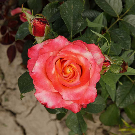 Роза чайно-гибридная 3G Садовита