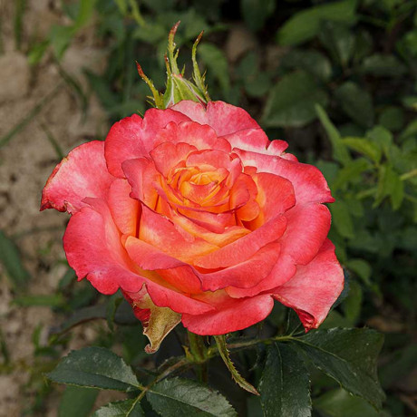 Роза чайно-гибридная 3G Садовита