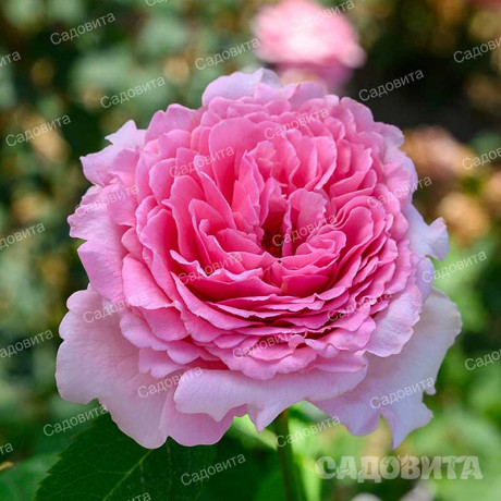 Роза плетистая Бьенвеню Садовита