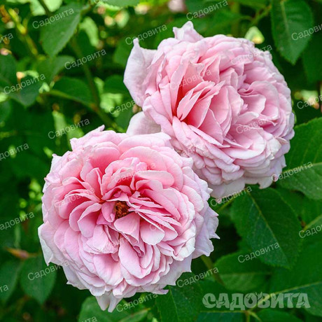 Роза плетистая Бьенвеню Садовита