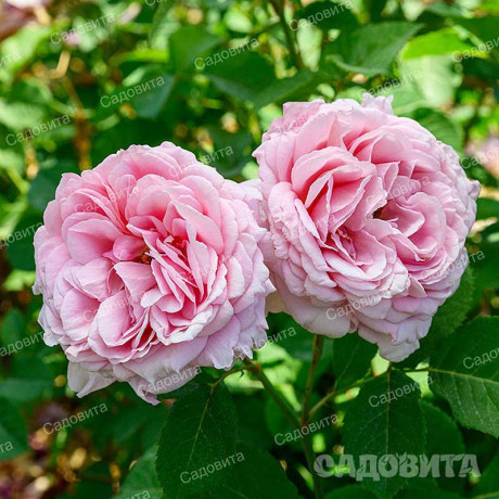 Роза плетистая Бьенвеню Садовита