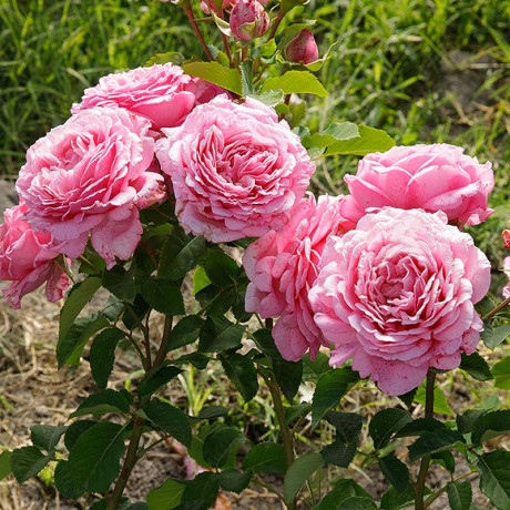 Роза плетистая Бьенвеню Садовита